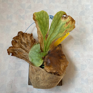 p. neputune ビカクシダ　シダ植物