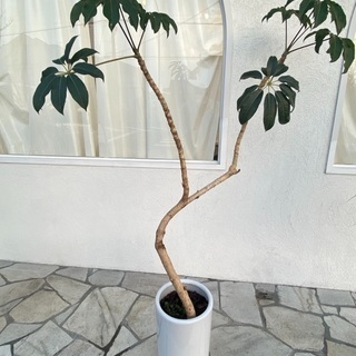 滋賀県の中古観葉植物が無料 格安で買える ジモティー 滋賀県の中古観葉植物が無料 格安で買える ジモティー