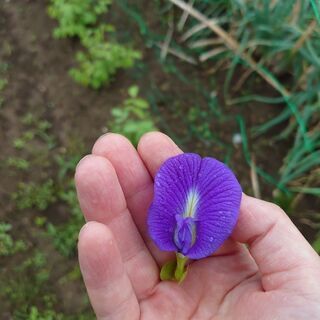 バタフライピー種（蝶豆、チョウマメ、クリトリア、アンチャン）種 約 ...