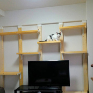 中古キャットウォークが無料 格安で買える ジモティー