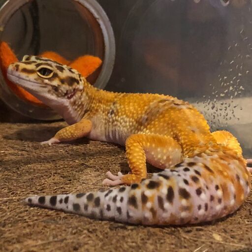 一時停止】ヒョウモントカゲモドキ4匹、クレス2匹里親募集します。飼育 ...