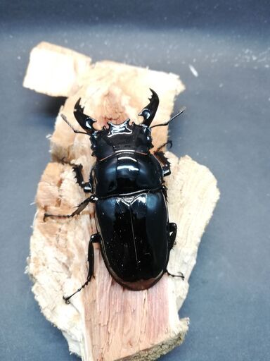 レギウスオオツヤクワガタ　成虫ペア　No.2