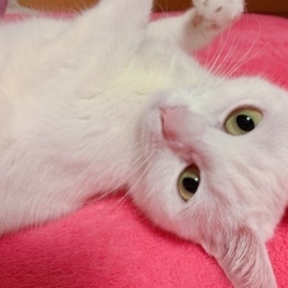 【急募】キレイな白猫ちゃん、約2歳、メス