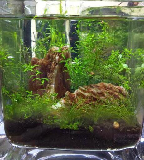 熱帯魚 水槽 取り引き中