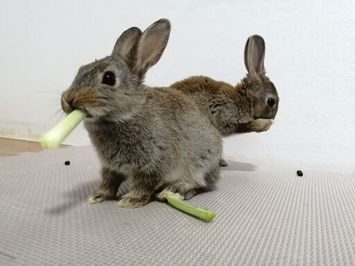 レッキス風ミックスうさぎ ゆっこ 厚木のその他の里親募集 ジモティー