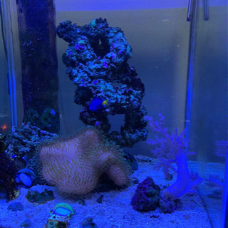 その他 【海水水槽セット】45cmオーバーフロー水槽