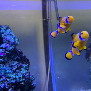 その他 【海水水槽セット】45cmオーバーフロー水槽
