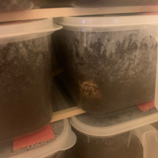 ヘラクレスオオカブト、サタンオオカブト幼虫