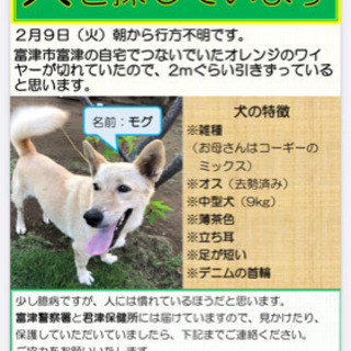 富津市で犬がいなくなりました。