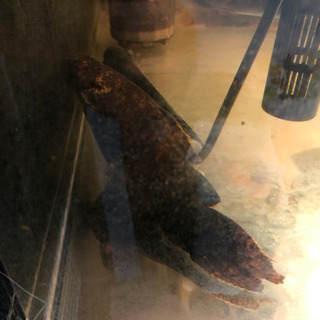 【ネット決済】オレンジキャット　約23cm 熱帯魚　淡水魚　ナマ...