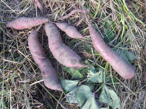 無農薬無化学肥料天日干し栽培のコシヒカリ もち米満月 米ぬか サツマイモ紅はるか 西洋菊芋トピナンブール 花粉症対策として Omosan 三日市の食品の中古あげます 譲ります ジモティーで不用品の処分