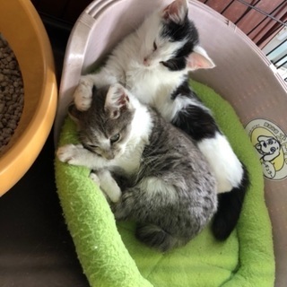 庭で野良猫が産んだ子猫を2匹保護しました😸 - 沖縄市