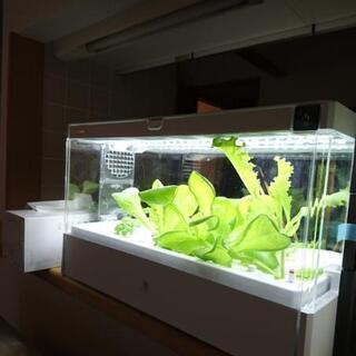 値下げ済】水耕栽培器