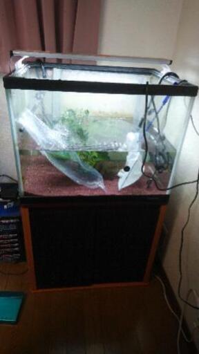60ワイド水槽セット