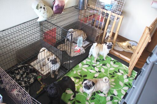 ペット用品格安販売 パグ専門クールモア犬舎 クールモアホテル ブリーダー 大分のペットの無料広告 無料掲載の掲示板 ジモティー