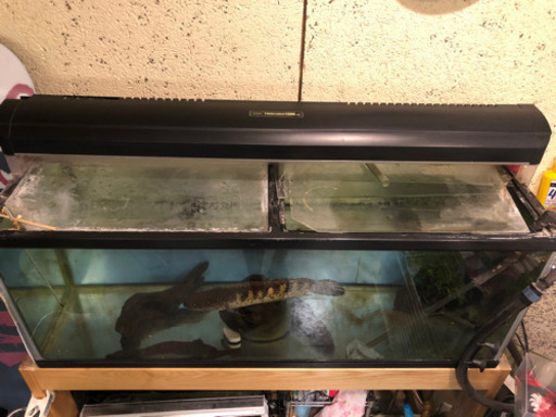 120センチ　水槽セット　生体付き！　　【値段交渉可】【発送可】