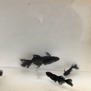 別) 代理出品です！ 中里氏オリジナル ブラックダイヤ松井ヒレ長2020ver