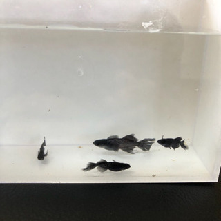 別) 代理出品です！ 中里氏オリジナル ブラックダイヤ松井ヒレ長2020ver