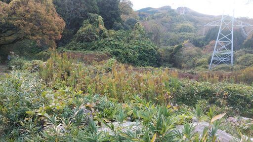 山林（竹林）をお売りします 新神戸トンネル箕谷出口から車で10分ほど ...