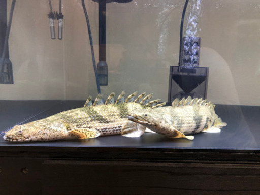 ポリプテルス  エンドリーケリー  ショートボディ×2匹