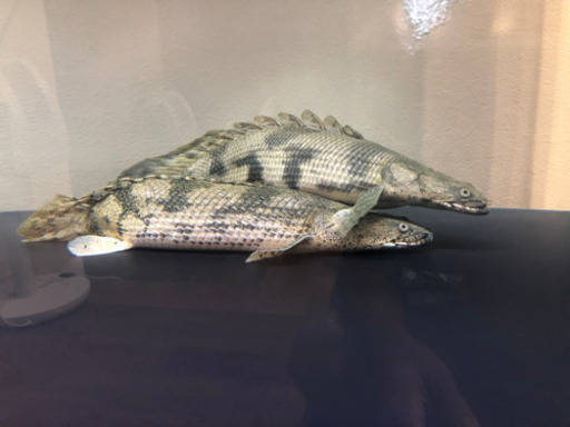 ポリプテルス  エンドリーケリー  ショートボディ×2匹 淡水魚】【通販】激安 ショートボディ ポリプテルス エンドリケリー