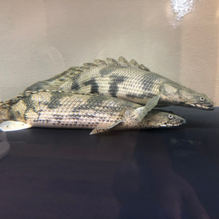 ポリプテルス  エンドリーケリー  ショートボディ×2匹