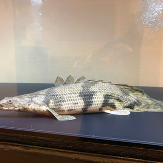 ポリプテルス  エンドリーケリー  ショートボディ×2匹