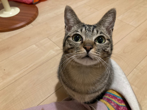 募集一時停止します】おっとりマイペース、上目遣いが可愛い！9ヶ月の 