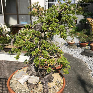 盆栽　代理出品になります！