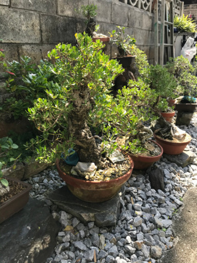 盆栽 代理出品になります！ - その他 