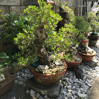 盆栽　代理出品になります！