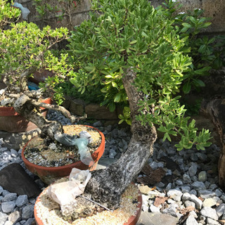 盆栽　代理出品になります！