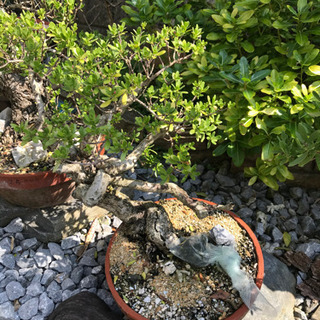 盆栽　代理出品になります！