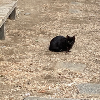 5匹の子猫の里親募集 - 里親募集