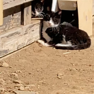 5匹の子猫の里親募集 - 東松山市