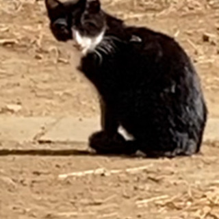 5匹の子猫の里親募集 − 埼玉県