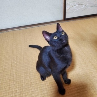 黒猫くろちゃん♂9ヶ月の男の子☆ − 福岡県