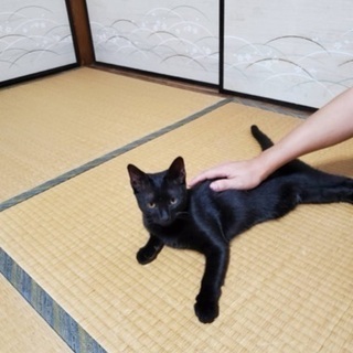 黒猫くろちゃん♂9ヶ月の男の子☆ - 里親募集