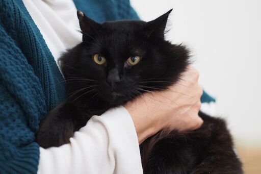 フレンドリー長毛黒猫やまと君 ねこクラブたま 栄の猫の里親募集 ジモティー