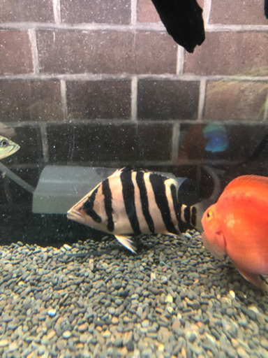 ダトニオプラスワン。