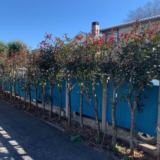 カナメの中古が安い 激安で譲ります 無料であげます ジモティー