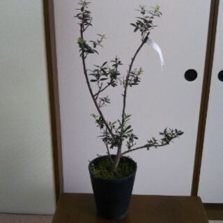 オリーブの鉢植え