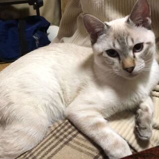 シャムトラ 里親募集 ジモティー