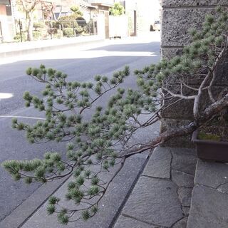 大盆栽　極上松盆栽