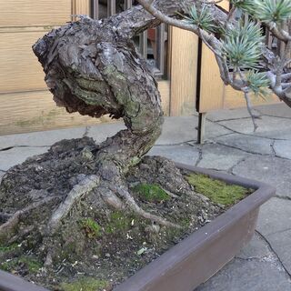 大盆栽　極上松盆栽