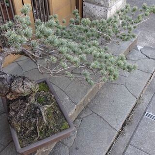 大盆栽　極上松盆栽