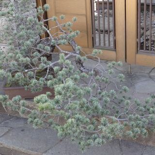 大盆栽　極上松盆栽