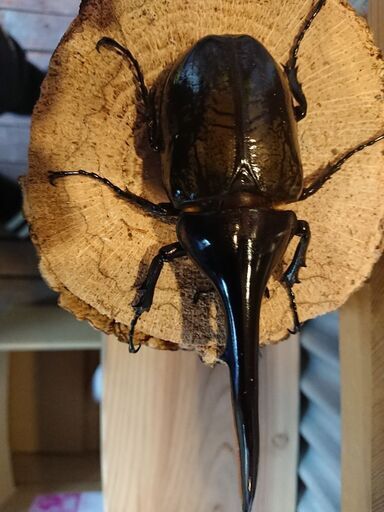 (insectbase)新成虫 DHヘラクレス♂132㎜良血‼️