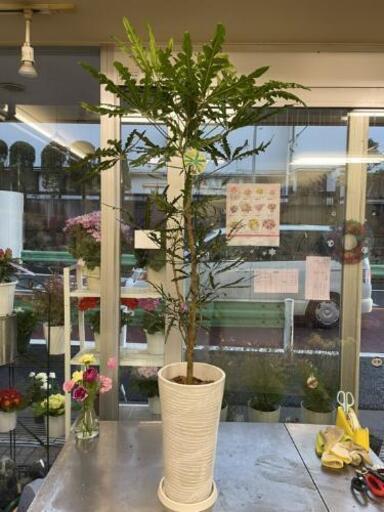 アラレア　観葉植物