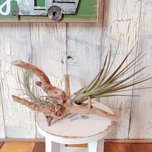 観葉植物 エアープランツ チランジア 流木付 ゆっぴー 亀有のその他の中古あげます 譲ります ジモティーで不用品の処分 観葉植物 エアープランツ チランジア 流木付 ゆっぴー 亀有のその他の中古あげます 譲ります ジモティーで不用品の処分